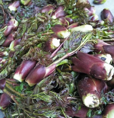 [香椿芽批发]野生香椿芽,刺耳包价格85.00元/斤 - 一亩田