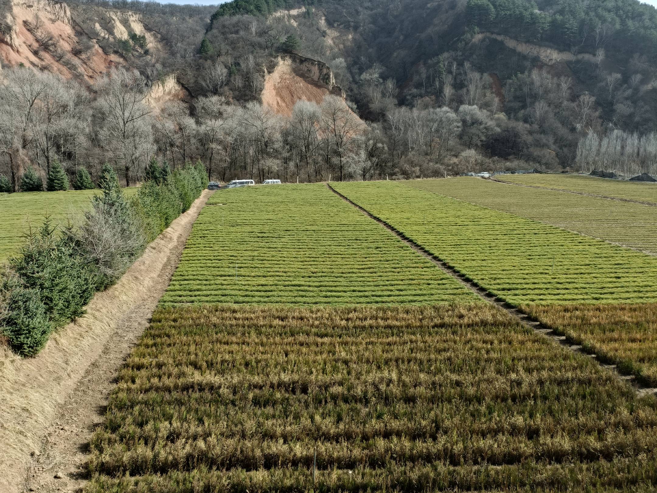 油松天然林分布于中海拔山地景观