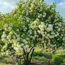 中华木绣球绿化工程庭院种植开花爆满4公分粗1800元
