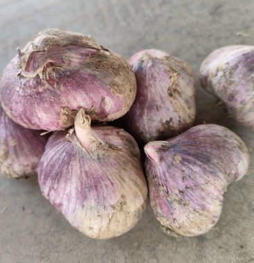 热销2022年云南大理干红皮紫皮精品两瓣三瓣蒜量大从优