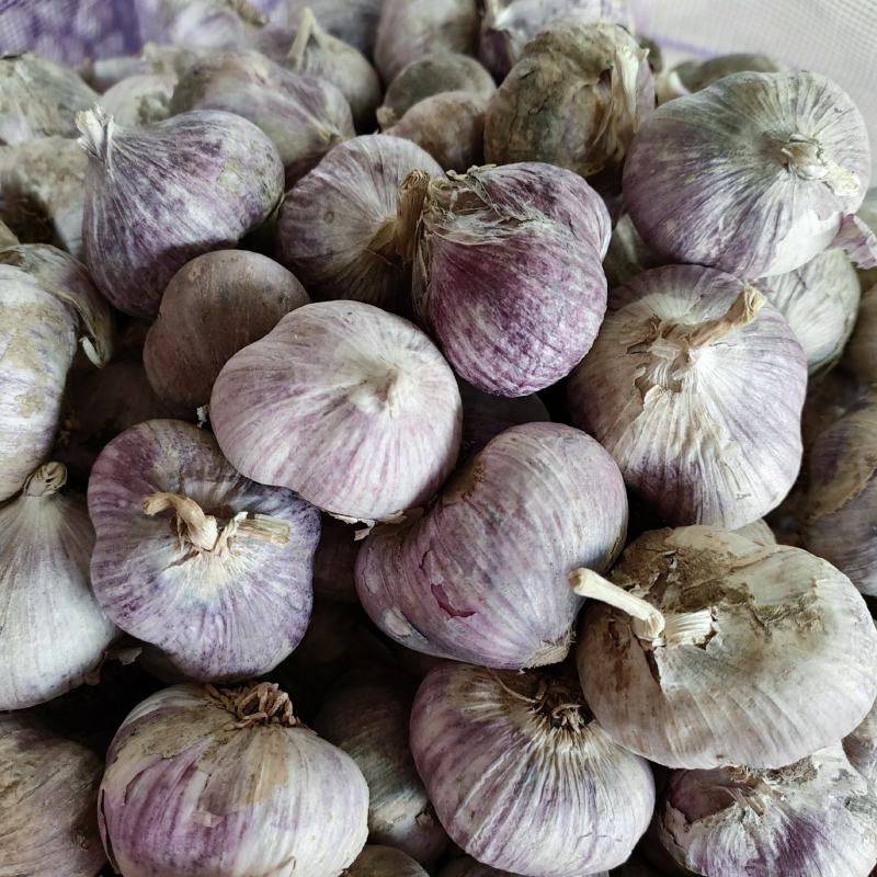热销2022年云南大理干红皮紫皮精品两瓣三瓣蒜量大从优