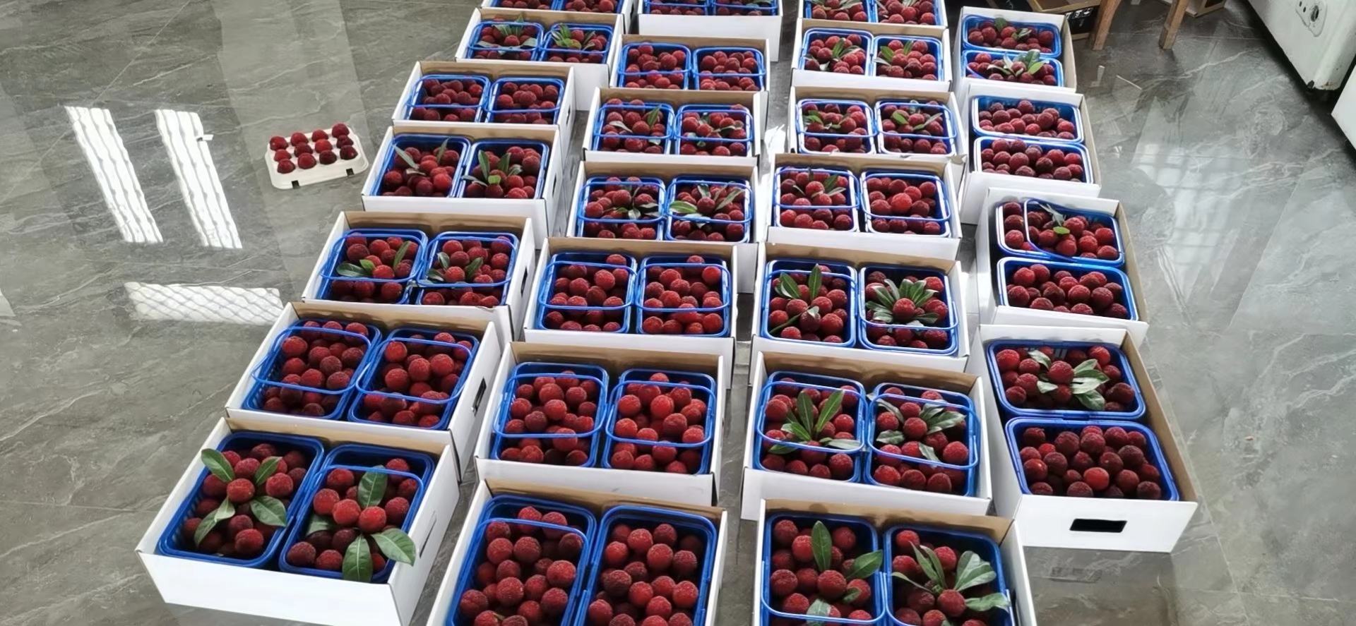 东魁杨梅制作成果酒与果汁