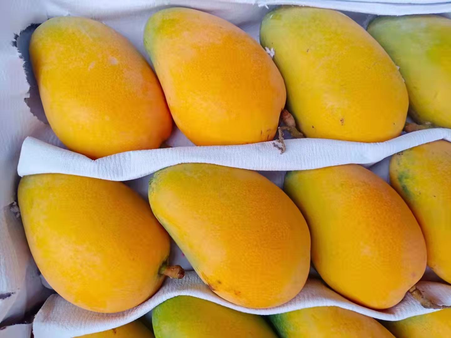 图中展示了一组小台芒的对比图,左侧为新鲜完好的小台芒,果皮光滑、颜色金黄;右侧为坏果,果皮出现黑斑、凹陷和腐烂迹象。 小台芒坏果与新鲜果对比图