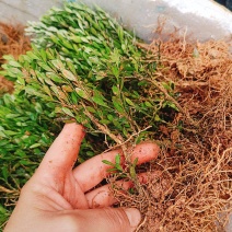 广东雀舌皱皮黄杨，15到20高左右，现挖发货
