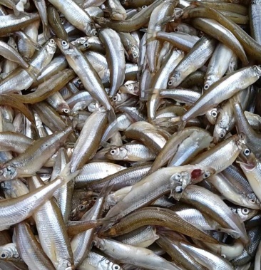 [公鱼批发]小公鱼价格12.00元/斤 - 一亩田