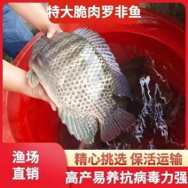罗非鱼苗海南一号淡水特大好养雄性大种脆肉养殖包邮包活包损