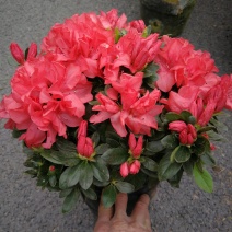 杜鹃花盆栽樱桃红杜鹃花盆栽杜鹃花苗比利时杜鹃花