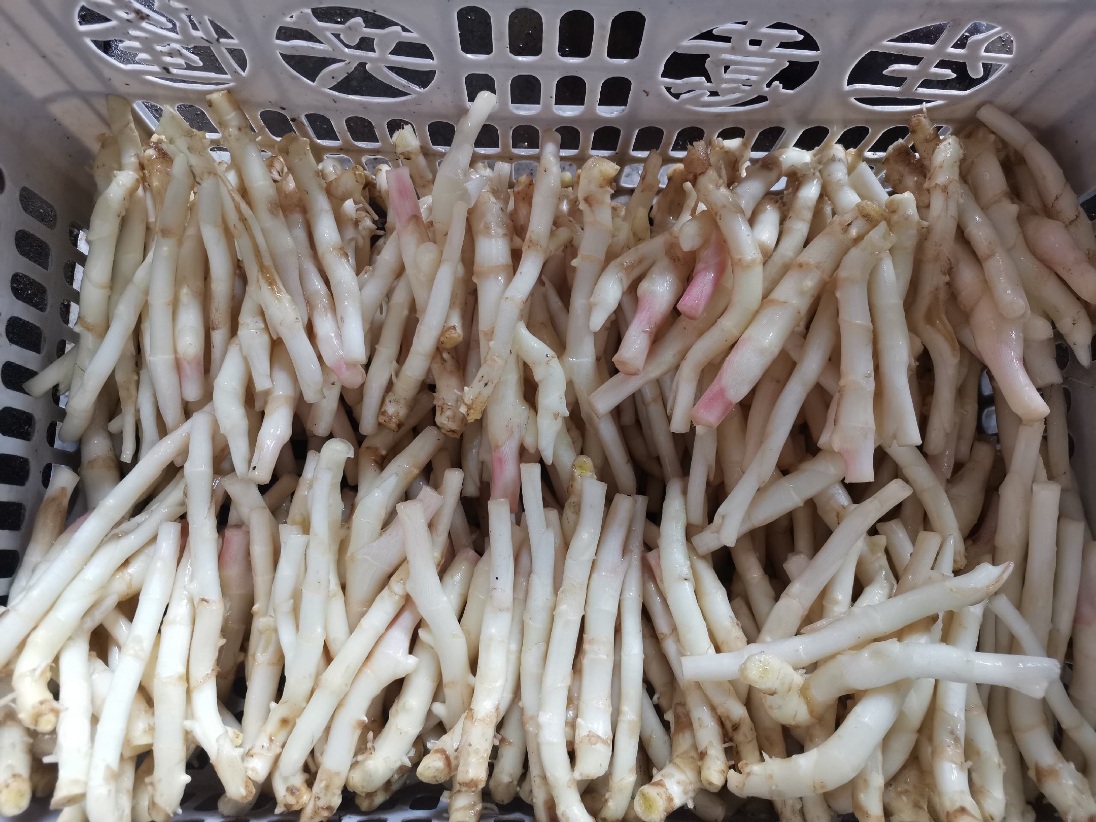 一盘刚从泥土中采收的新鲜子姜,表皮浅黄带粉红晕,质地脆嫩多汁,部分已去皮露出洁白肉质,旁边放有厨房刀具和砧板,背景为农家菜园环境 切开的新鲜子姜特写