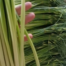 精品白帽蒜苔苔条长又绿，即将大量上市精品白帽蒜苔苔条长又