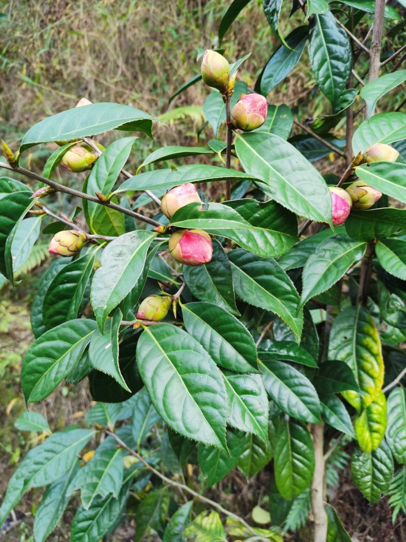 红花油茶苗红花油茶树苗红花油茶营养杯苗