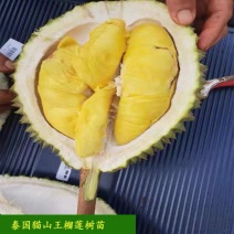 榴莲树苗猫山皇榴莲树苗金枕榴莲树苗