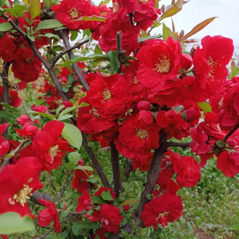 富贵王子花树图片