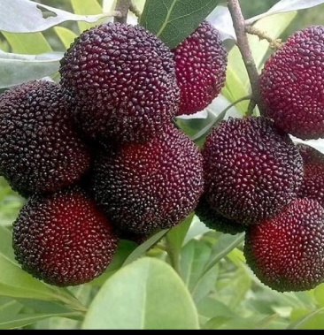 [杨梅苗批发]台梅王子安海杨梅苗 东魁苗黑炭苗都有杯苗价格12.