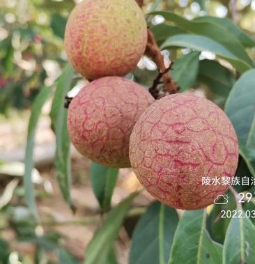 [桂花香荔枝批發]海南桂花香荔枝(順豐空運包郵)價格95.