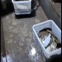 目鱼