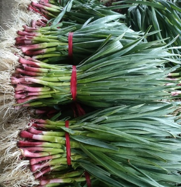 水洗红根蒜苗根红叶青有冷库加工加冰打冷都行