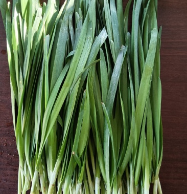 [韭菜批发]高原绿韭菜价格1.50元/斤 - 一亩田
