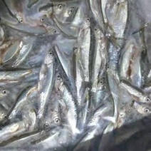 白肖，兰刀
