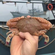 肉蟹包邮扁蟹深海大螃蟹梭子蟹试品5斤量大从优