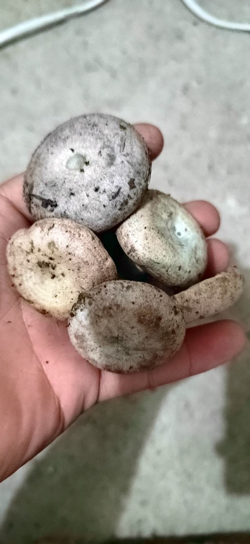 枞树菌,青铜菌,绿色食材野生季节性菌鲜货全国发货