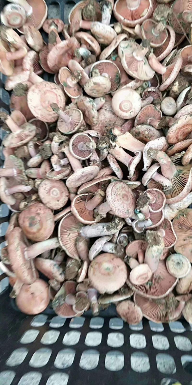 枞树菌,青铜菌,绿色食材野生季节性菌鲜货全国发货