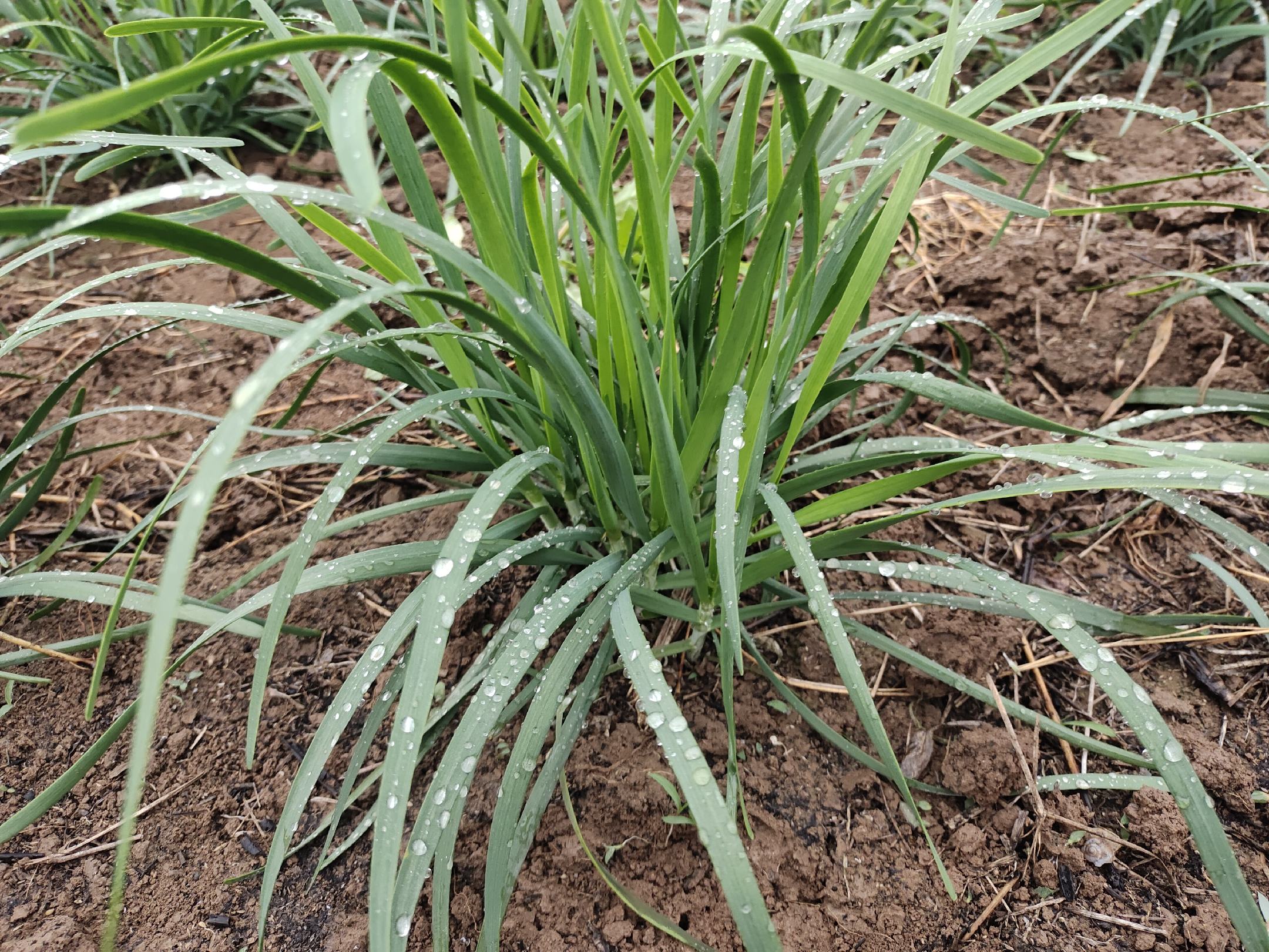 新鲜的韭菜特写