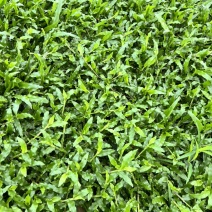 大叶油草，精品出售，基地直销