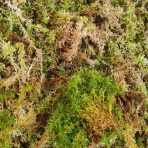 湖南隆力多水苔300基地欢迎来指导！