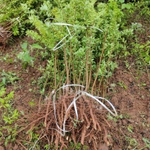 各种嫁接李子苗，各种水果苗，绿化苗