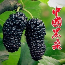 【四季结果】桑葚树苗新品种特大果室内阳台地栽高产苗南北方