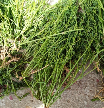 [百蕊草批发]百蕊草价格50.00元/斤 - 一亩田