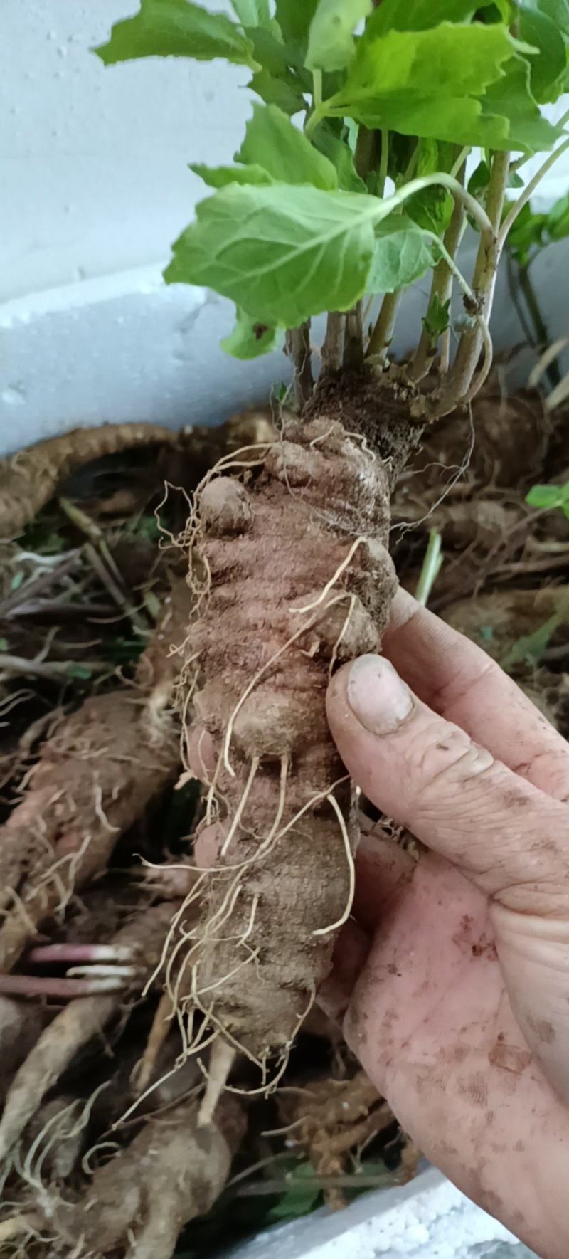 山海螺大别山髙海拨生长!货源充足量大从优欢迎老板选购