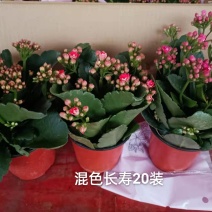 混色长寿花一箱20盆，一盆5元实物实拍图发货标准参考如图