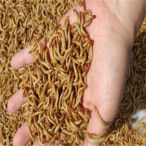 黄粉虫面包虫鲜活体饲料大量批发