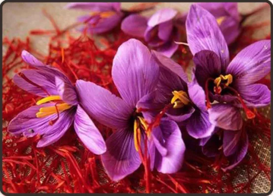 淡紫色雏菊花朵在阳光下绽放的特写镜头 淡紫色雏菊在阳光下的特写