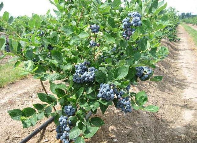 奥尼尔蓝莓成熟果实特写