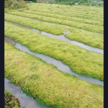 海花草