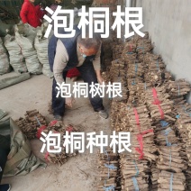 泡桐苗3-10-15公分供应河南泡桐树苗基地自家种植