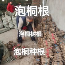 泡桐供应粗度2-6-10-15-18公，泡桐树苗泡桐根