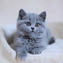 纯种蓝猫幼崽，养殖户自家繁殖，虎胖虎胖。