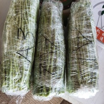 【精品芦篙】诚信商家地头直销去根去叶新鲜现摘品质佳