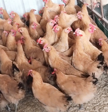 [鹅批发]鸡鸭鹅价格12.00元/斤 - 一亩田