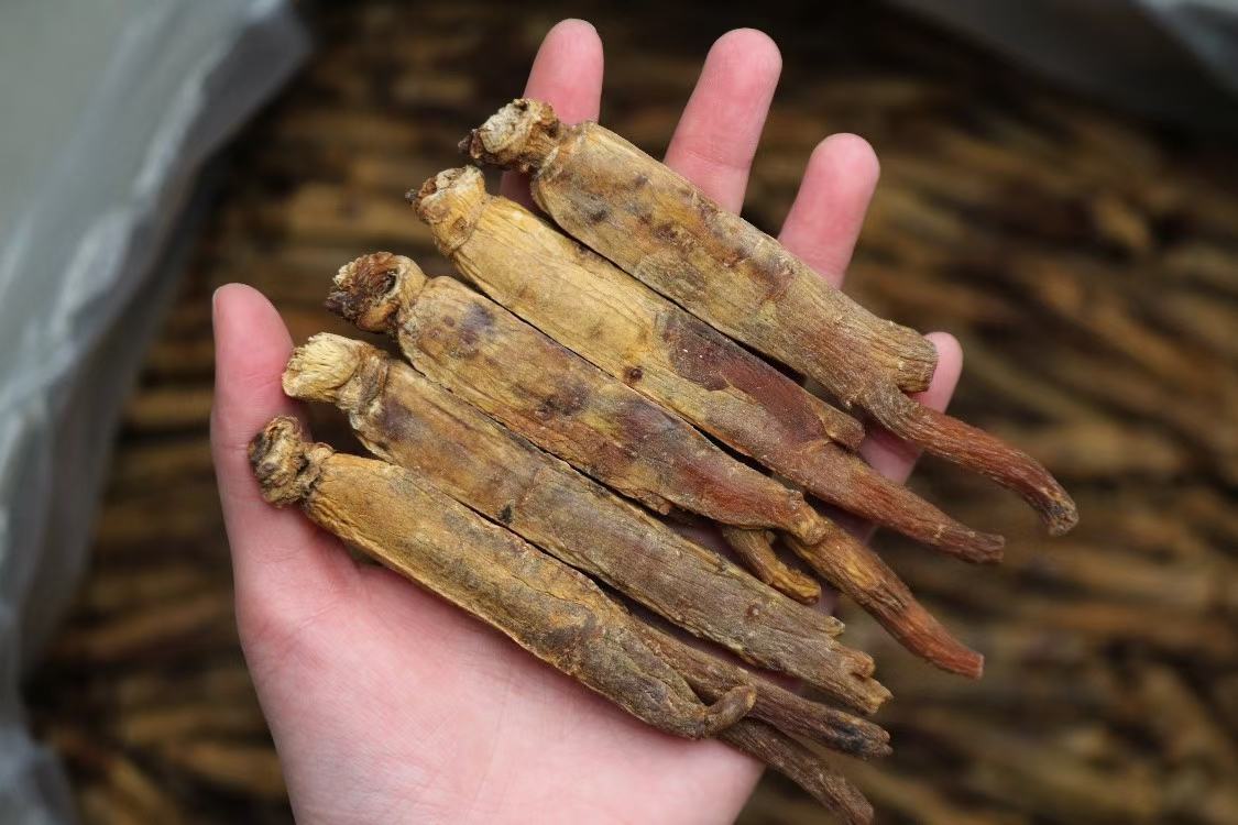 图中展示两种高丽参的外形差异:左侧为传统老高丽参,颜色深红,质地坚硬;右侧为新高丽参,颜色偏红棕,质地柔软 老高丽参与新高丽参对比图
