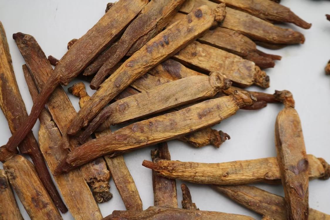 高丽参红参实物图,展示其典型的红棕色外观和纹理 高丽参红参实物图