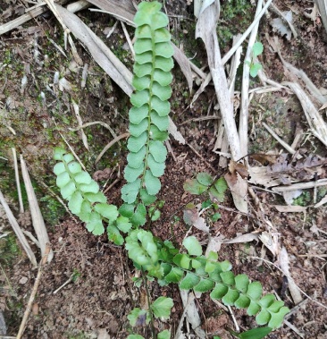 [阴地蕨批发]野生团叶陵齿蕨 圆叶鳞始蕨 田螺掩 金钱蕨 月影草 全草