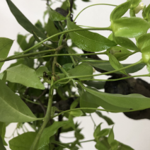 金弹子盆景：正宗的长柄花生果