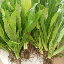 大芫荽种子缅甸香菜芫荽刺芹籽山野大香菜野菜种籽云南刺芫荽