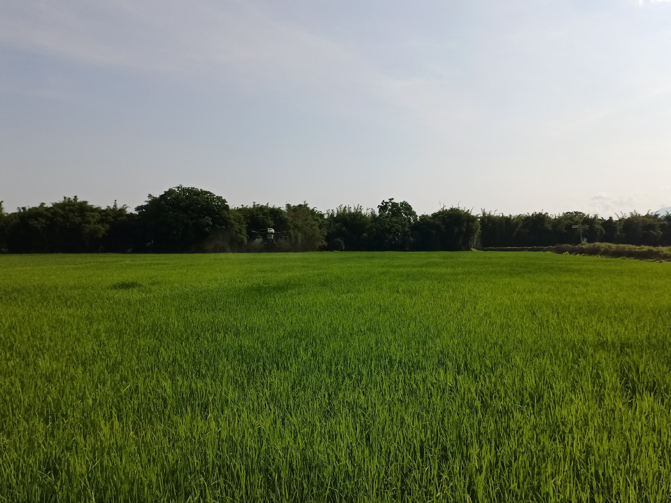 除草剂喷洒作业现场