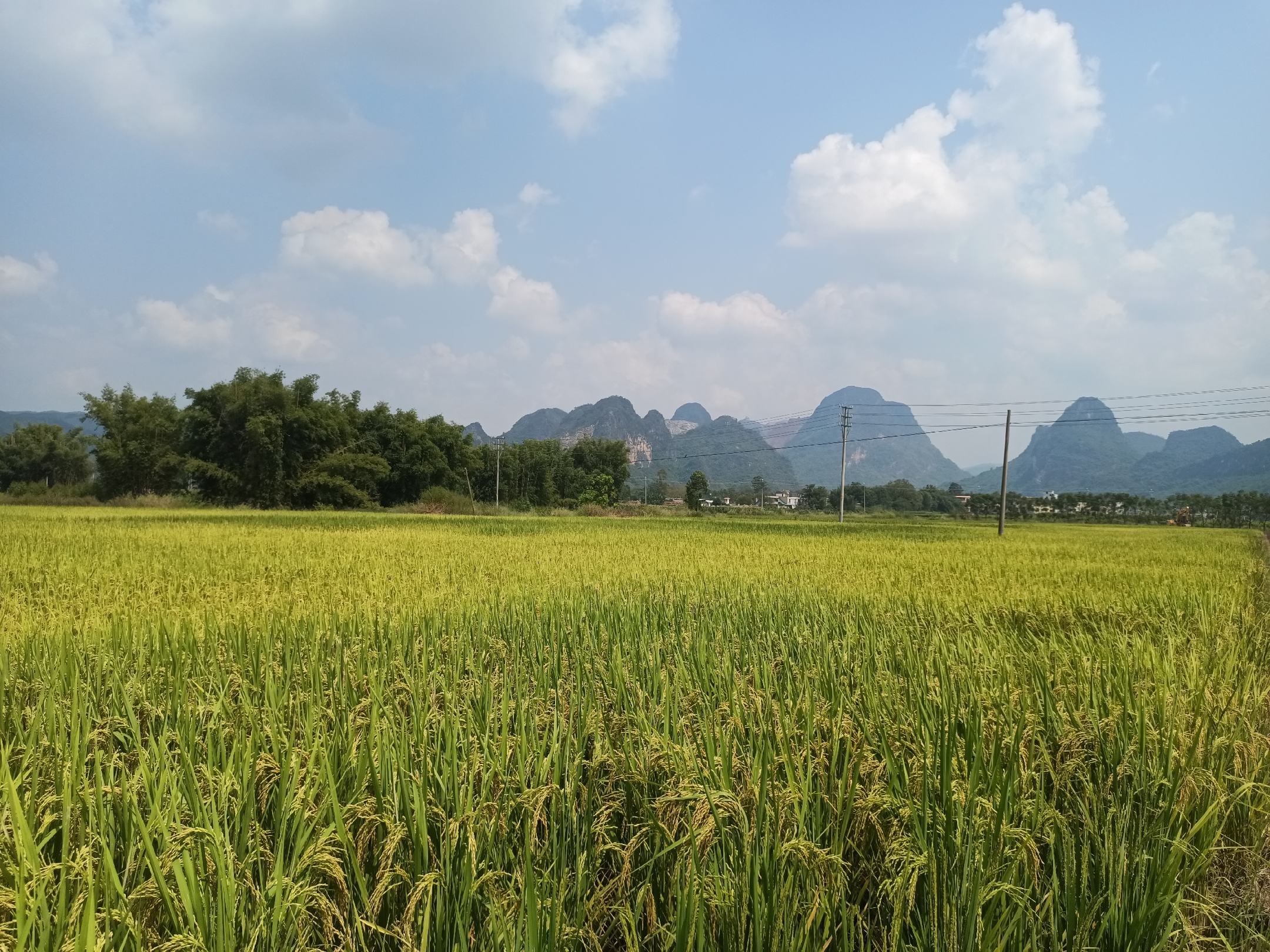 艳河长粒香大米的产地风光