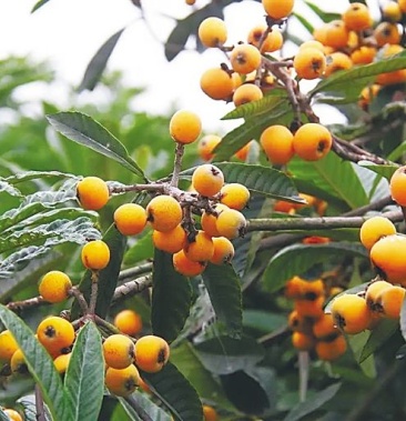 福建宁德古田县物流运费待商议规格通货800斤立即订购黄宗宝个人等级